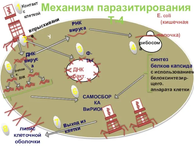 Механизм паразитирования Т-4 ДНК вируса У РНК вируса рибосома синтез белков