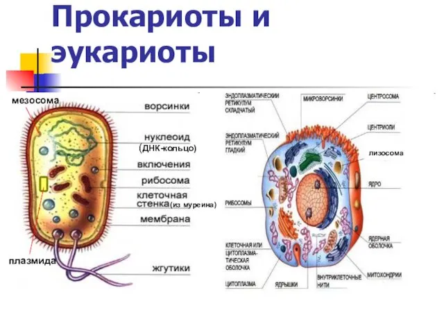 Прокариоты и эукариоты лизосома плазмида (ДНК-кольцо) (из муреина) мезосома