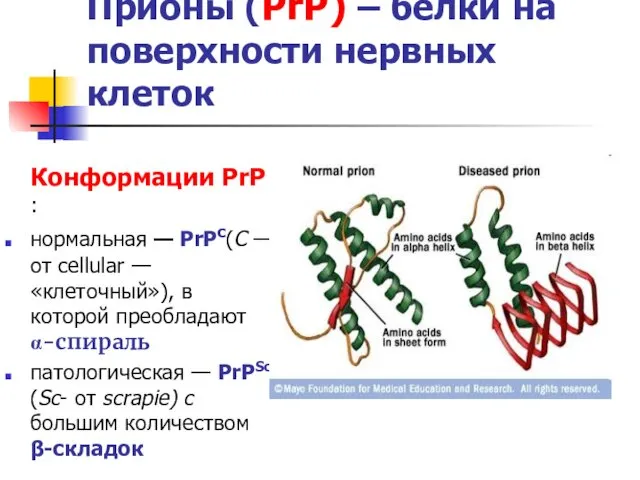 Прионы (PrP) – белки на поверхности нервных клеток Конформации PrP :