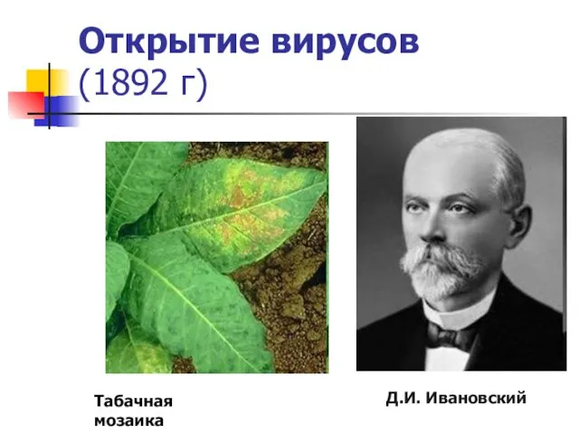 Открытие вирусов (1892 г) Д.И. Ивановский Табачная мозаика