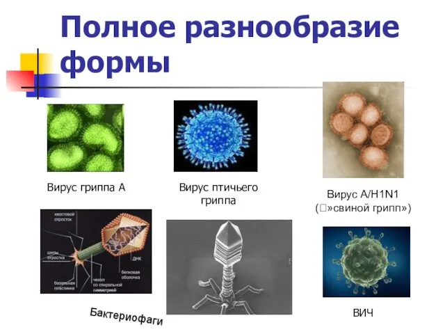 Полное разнообразие формы Вирус гриппа А Вирус птичьего гриппа ВИЧ Вирус A/H1N1 (?»свиной грипп») Бактериофаги