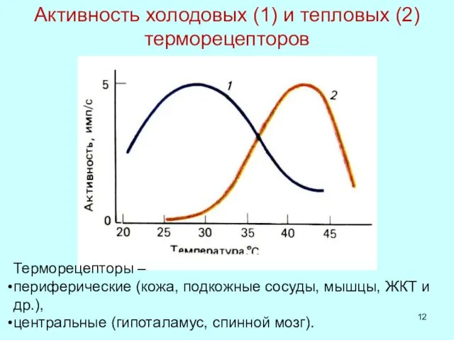 Активность холодовых (1) и тепловых (2) терморецепторов Терморецепторы – периферические (кожа,