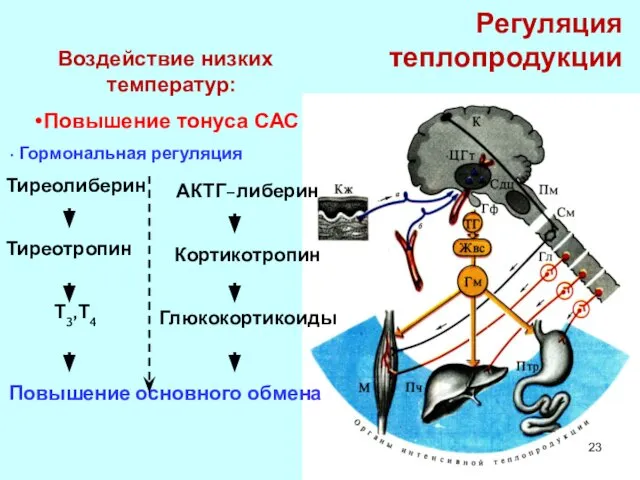 Регуляция теплопродукции Воздействие низких температур: Повышение тонуса САС Гормональная регуляция Тиреолиберин