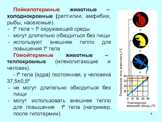 Пойкилотермные животные – холоднокровные (рептилии, амфибии, рыбы, насекомые). tº тела ~