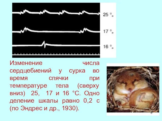 Изменение числа сердцебиений у сурка во время спячки при температуре тела