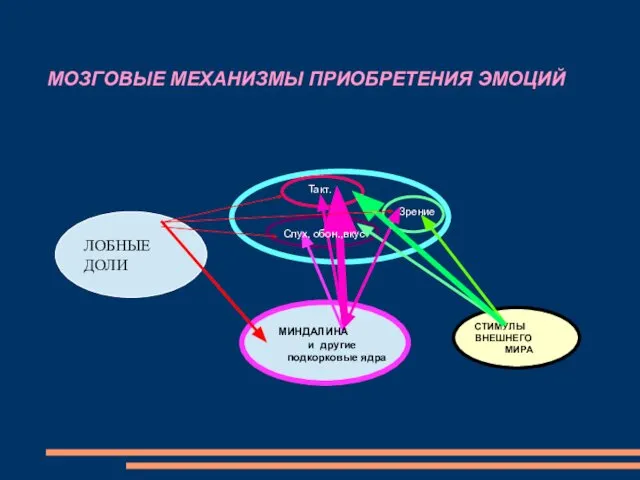 МОЗГОВЫЕ МЕХАНИЗМЫ ПРИОБРЕТЕНИЯ ЭМОЦИЙ СТИМУЛЫ ВНЕШНЕГО МИРА Зрение Такт. Слух, обон.,вкус