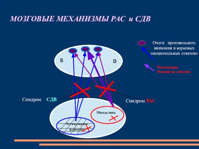 МОЗГОВЫЕ МЕХАНИЗМЫ РАС и СДВ Ретикулярная формация - Синдром CДВ Синдром