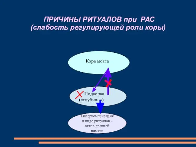 ПРИЧИНЫ РИТУАЛОВ при РАС (слабость регулирующей роли коры) Подкорка («глубина») Гиперкомпенсация