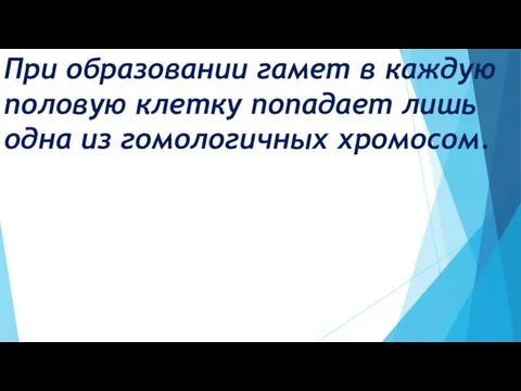 При образовании гамет в каждую половую клетку попадает лишь одна из гомологичных хромосом.