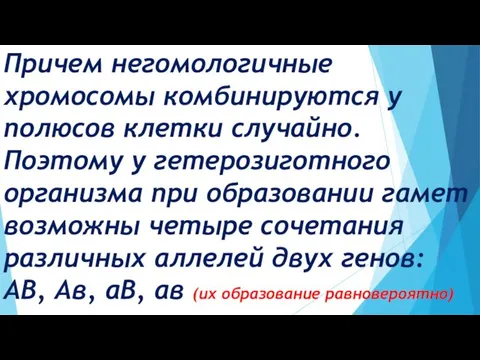 Причем негомологичные хромосомы комбинируются у полюсов клетки случайно. Поэтому у гетерозиготного