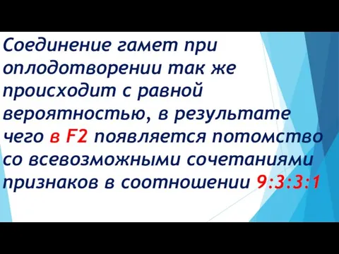 Соединение гамет при оплодотворении так же происходит с равной вероятностью, в