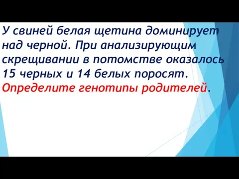 У свиней белая щетина доминирует над черной. При анализирующим скрещивании в