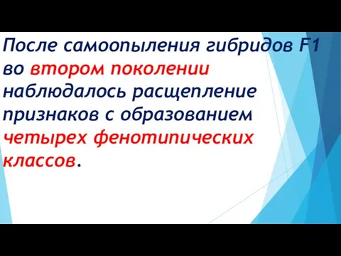 После самоопыления гибридов F1 во втором поколении наблюдалось расщепление признаков с образованием четырех фенотипических классов.