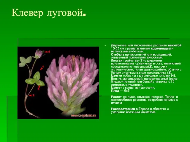 Клевер луговой. Двулетнее или многолетнее растение высотой 15-55 см с разветвленным