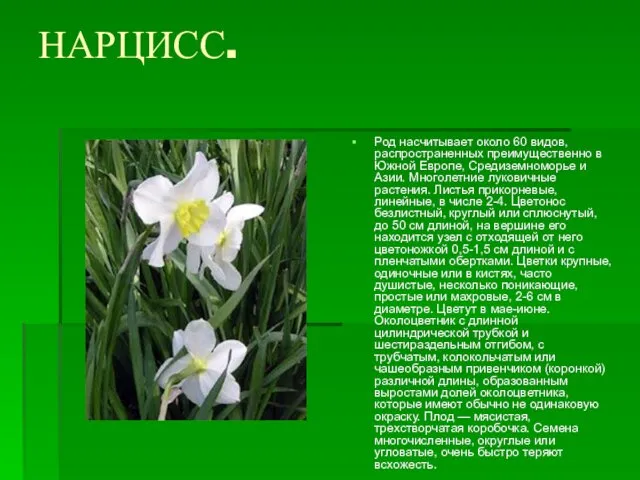 НАРЦИСС. Род насчитывает около 60 видов, распространенных преимущественно в Южной Европе,