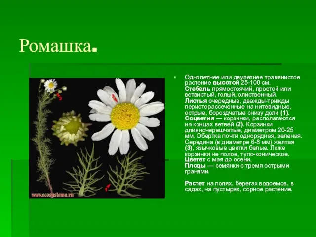 Ромашка. Однолетнее или двулетнее травянистое растение высотой 25-100 см. Стебель прямостоячий,