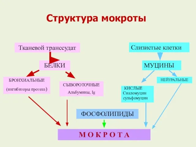 Структура мокроты Тканевой транссудат БЕЛКИ БРОНХИАЛЬНЫЕ (ингибиторы протеаз) СЫВОРОТОЧНЫЕ Альбумины, Ig