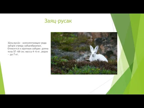 Заяц-русак За́яц-руса́к— млекопитающее рода зайцев отряда зайцеобразных. Относится к крупным зайцам: