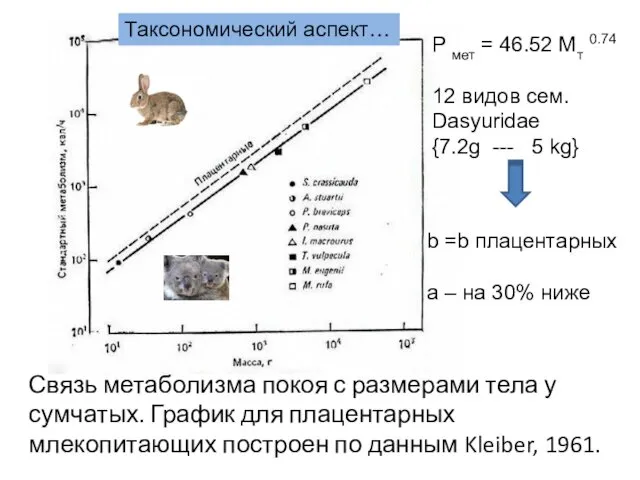 Связь метаболизма покоя с размерами тела у сумчатых. График для плацентарных