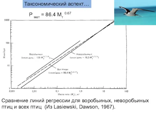 Сравнение линий регрессии для воробьиных, неворобьиных птиц и всех птиц (Из