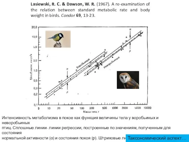 Интенсивность метаболизма в покое как функция величины тела у воробьиных и