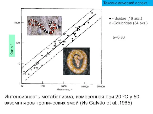 Интенсивность метаболизма, измеренная при 20 оС у 50 экземпляров тропических змей