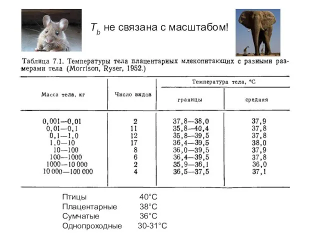 Tb не связана с масштабом! Птицы 40°C Плацентарные 38°C Сумчатые 36°C Однопроходные 30-31°C