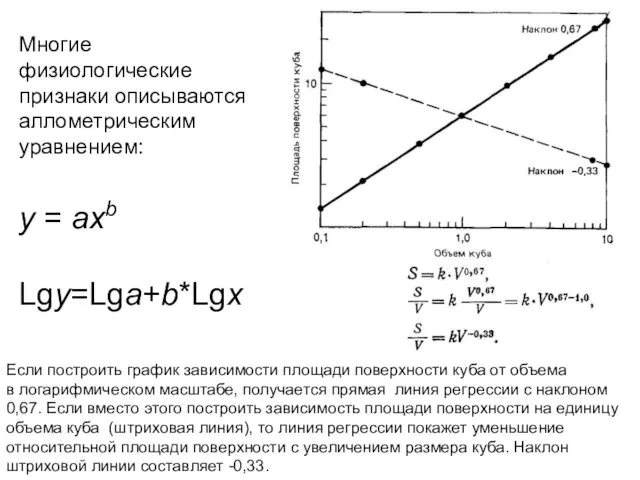 Многие физиологические признаки описываются аллометрическим уравнением: y = axb Lgy=Lga+b*Lgx Если