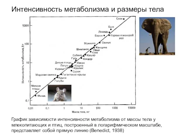 Интенсивность метаболизма и размеры тела График зависимости интенсивности метаболизма от массы