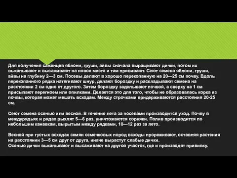 Для получения саженцев яблони, груши, айвы сначала выращивают дички, потом их