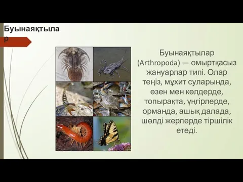 Буынаяқтылар Буынаяқтылар (Arthropoda) — омыртқасыз жануарлар типі. Олар теңіз, мұхит суларында,