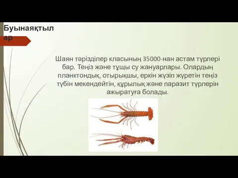 Буынаяқтылар Шаян тәрізділер класының 35000-нан астам түрлері бар. Теңіз және тұщы