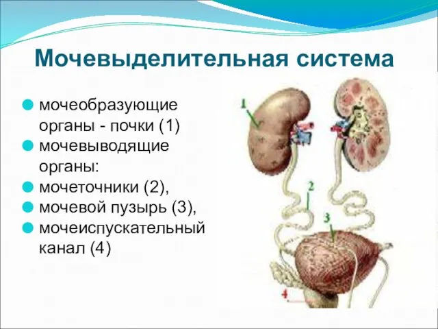 Мочевыделительная система мочеобразующие органы - почки (1) мочевыводящие органы: мочеточники (2),