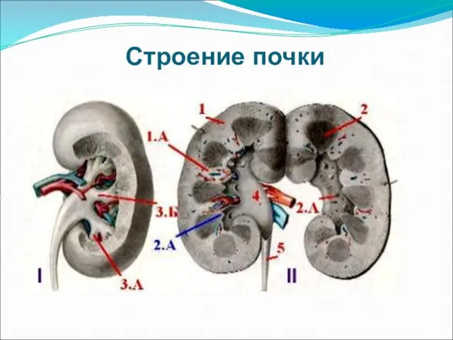 Строение почки