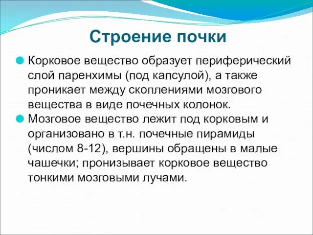 Строение почки Корковое вещество образует периферический слой паренхимы (под капсулой), а