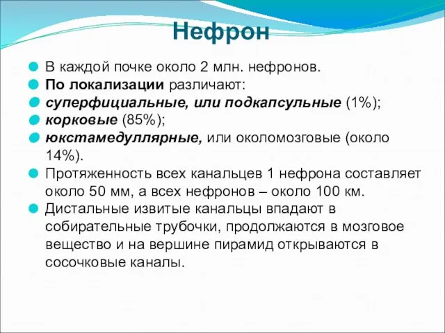 Нефрон В каждой почке около 2 млн. нефронов. По локализации различают: