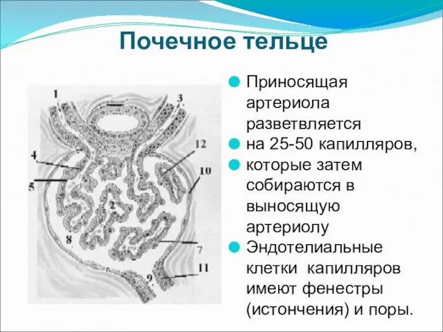 Почечное тельце Приносящая артериола разветвляется на 25-50 капилляров, которые затем собираются