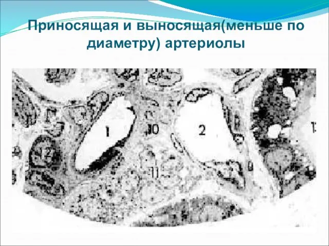 Приносящая и выносящая(меньше по диаметру) артериолы