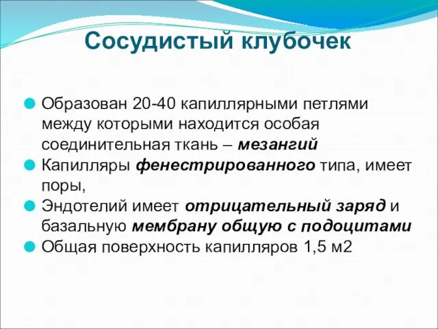 Сосудистый клубочек Образован 20-40 капиллярными петлями между которыми находится особая соединительная