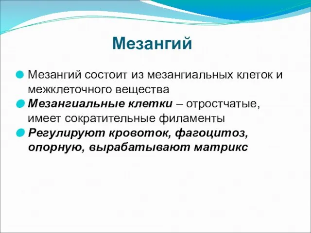 Мезангий Мезангий состоит из мезангиальных клеток и межклеточного вещества Мезангиальные клетки