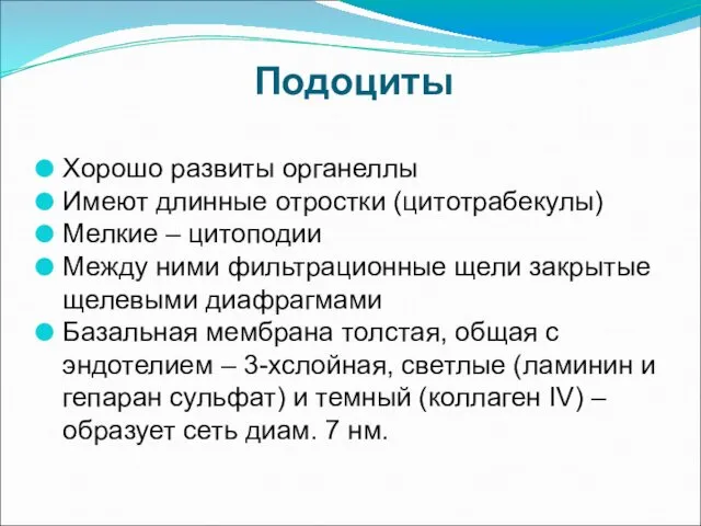 Подоциты Хорошо развиты органеллы Имеют длинные отростки (цитотрабекулы) Мелкие – цитоподии