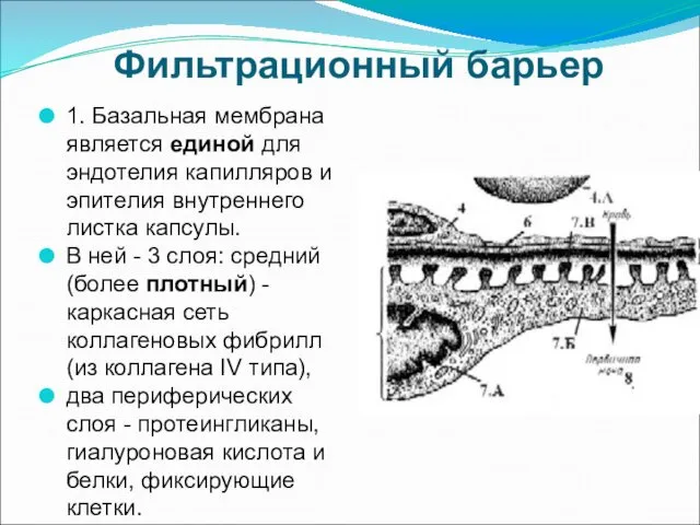 Фильтрационный барьер 1. Базальная мембрана является единой для эндотелия капилляров и