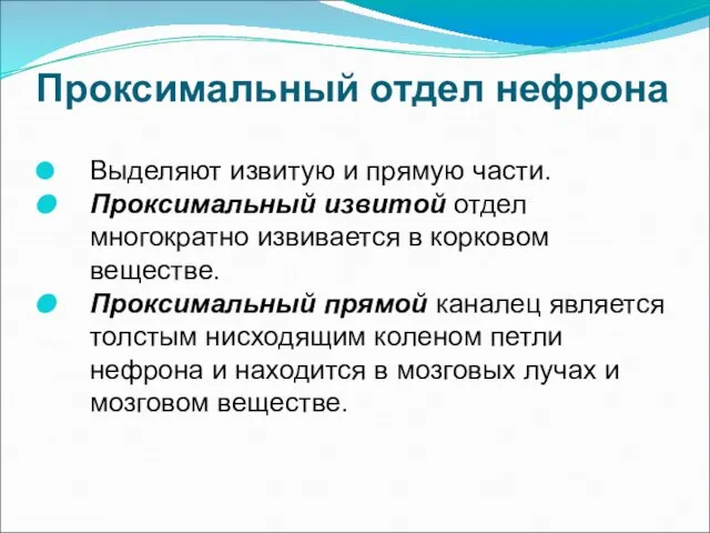 Проксимальный отдел нефрона Выделяют извитую и прямую части. Проксимальный извитой отдел