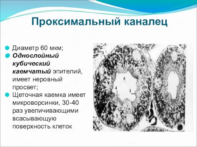 Проксимальный каналец Диаметр 60 мкм; Однослойный кубический каемчатый эпителий, имеет неровный