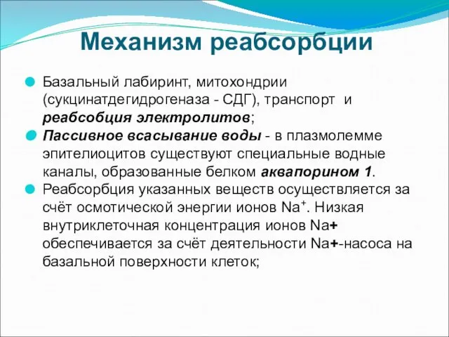 Механизм реабсорбции Базальный лабиринт, митохондрии (сукцинатдегидрогеназа - СДГ), транспорт и реабсобция