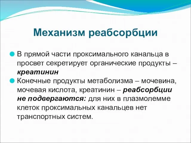 Механизм реабсорбции В прямой части проксимального канальца в просвет секретирует органические