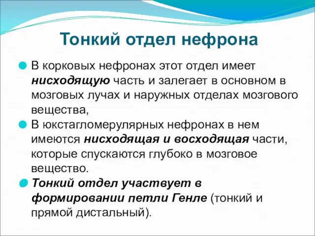 Тонкий отдел нефрона В корковых нефронах этот отдел имеет нисходящую часть