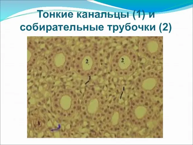 Тонкие канальцы (1) и собирательные трубочки (2)