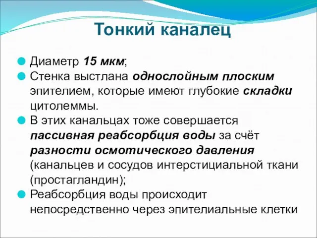 Тонкий каналец Диаметр 15 мкм; Стенка выстлана однослойным плоским эпителием, которые