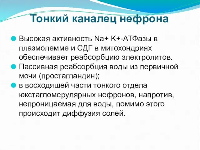 Тонкий каналец нефрона Высокая активность Na+ K+-АТФазы в плазмолемме и СДГ